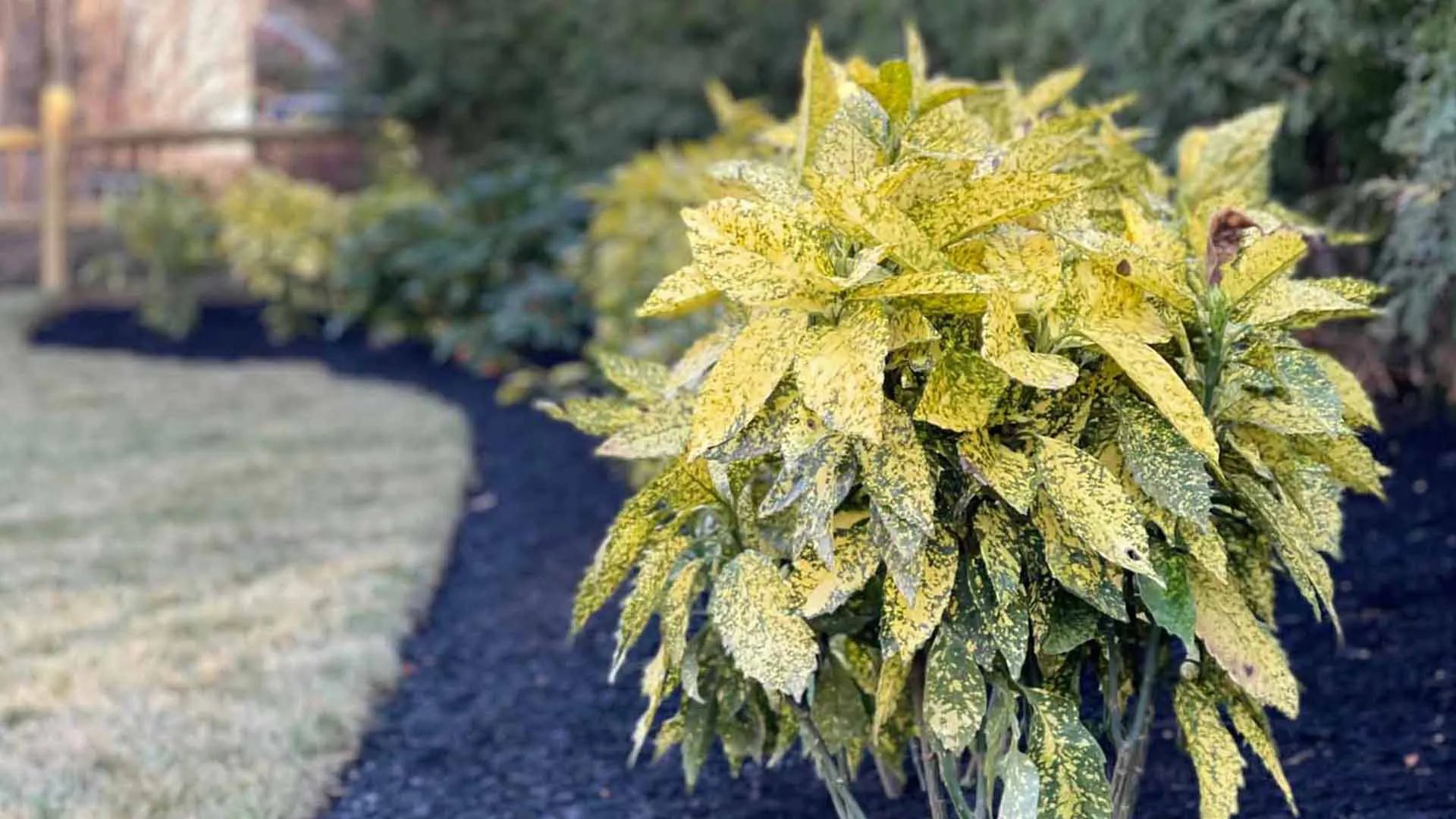 Close Up of Plant In Flower Bed by First Class Lawn Care